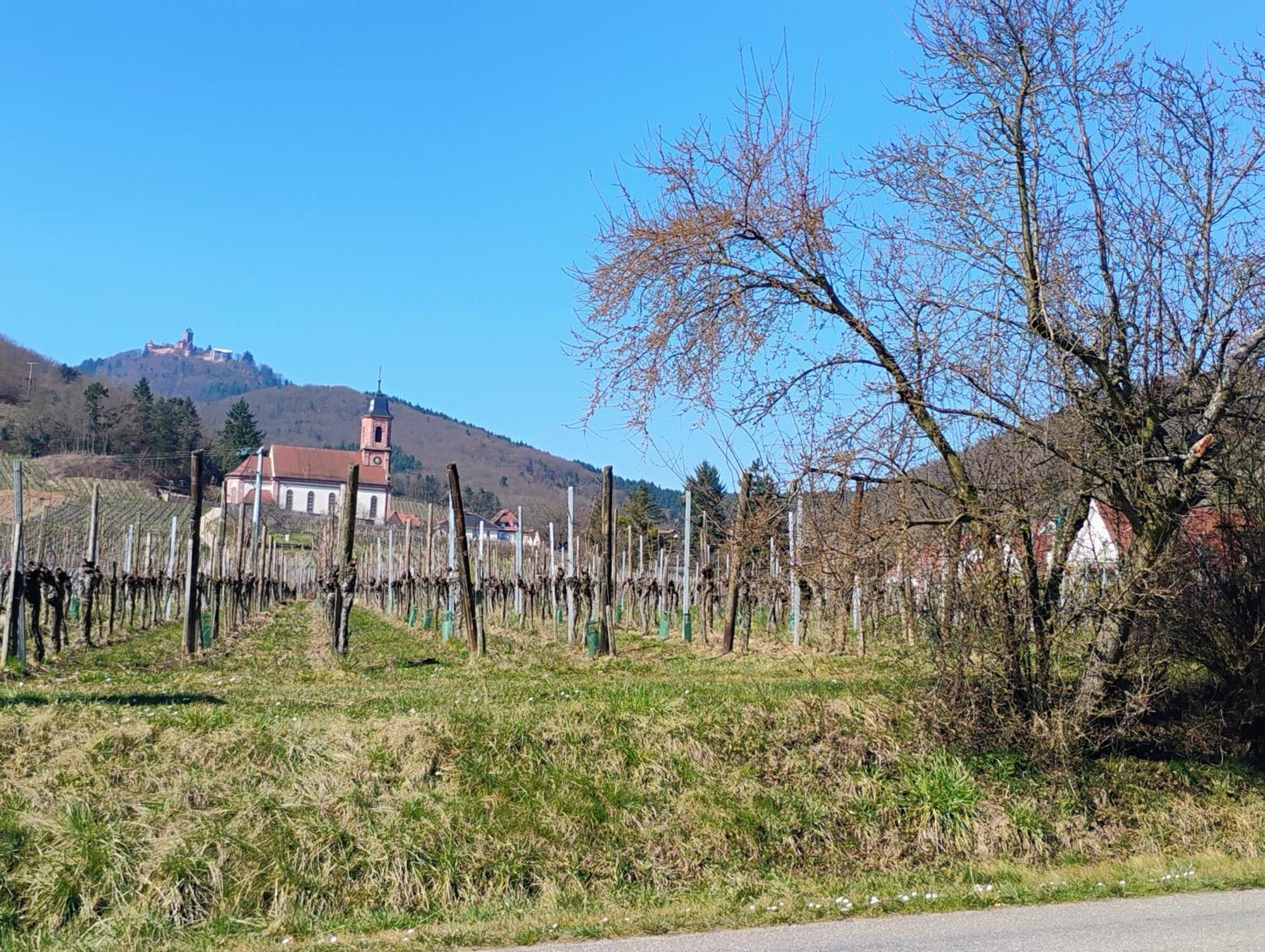 Gite Le Marronnier - Au Calme - Parking & Terrasse - Pres De Colmar Et Riquewihr - Route Des Vins Châtenois 外观 照片